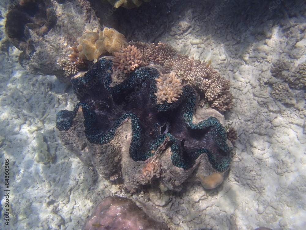 オオシャコガイ Images – Browse 35 Stock Photos, Vectors, and Video