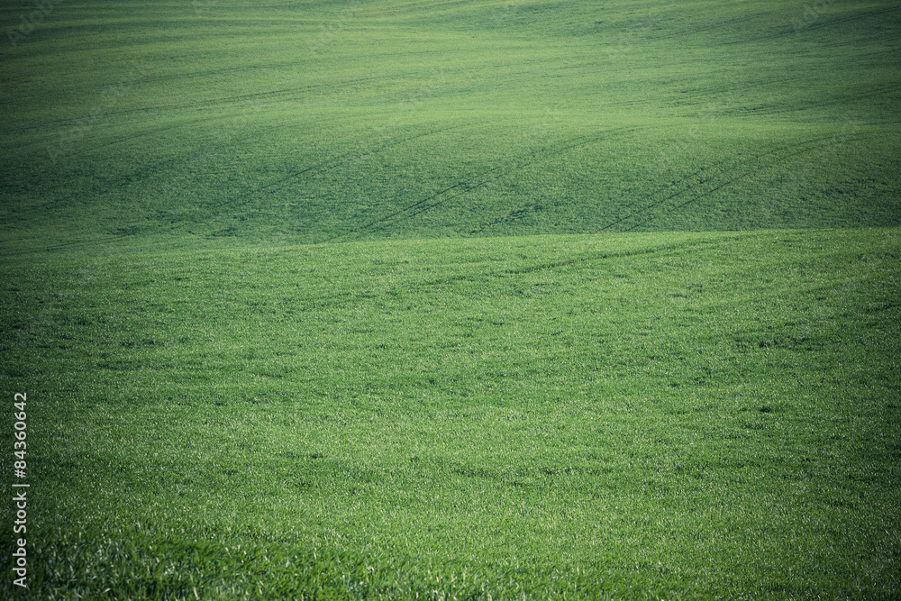 Obraz premium Green grass background