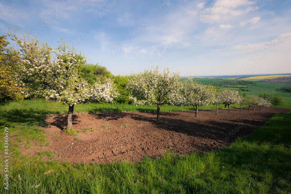 Naklejka premium Fruit trees in a spring sunny orchard