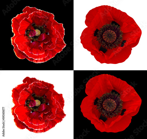 Fototapeta Naklejka Na Ścianę i Meble -  poppy