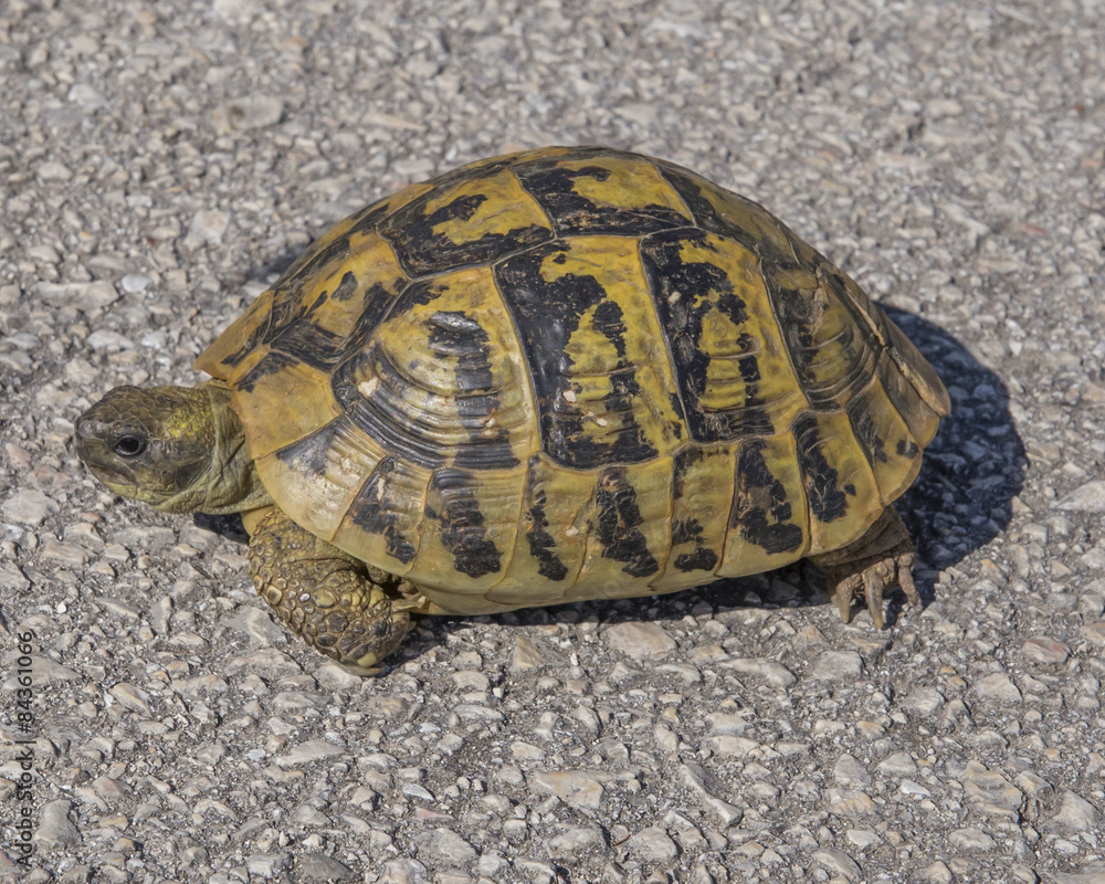 Obraz premium tortoise, greek in Ioannina area, Europe
