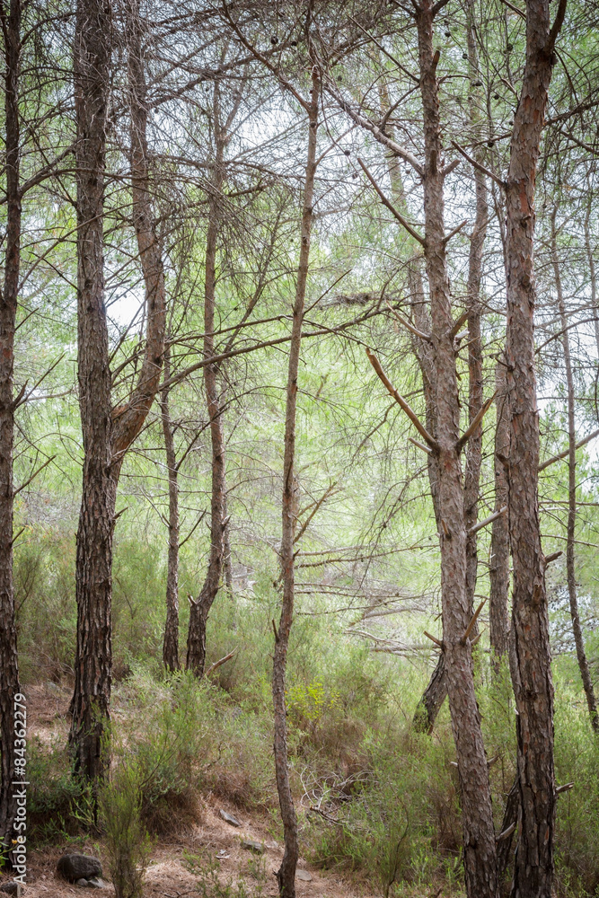 Obraz premium Summer pine forest