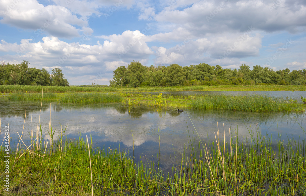 Shore of a sunny lake in spring