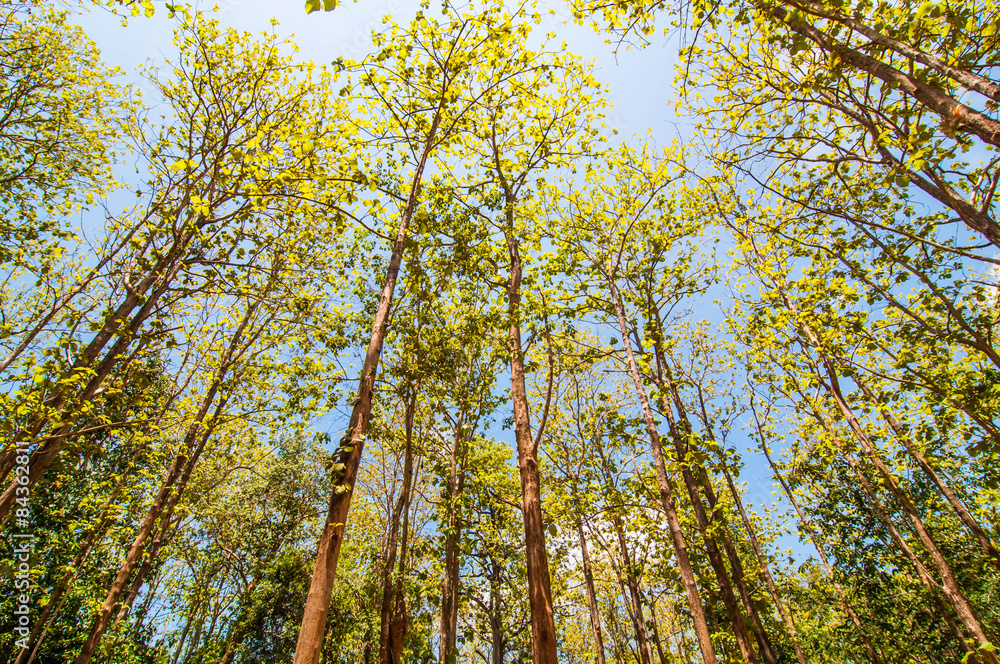 Fototapeta premium Under view spring teak tree with blue sky.