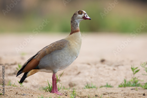 Egyptian goose walking along the sandy bank of a river © Alta Oosthuizen