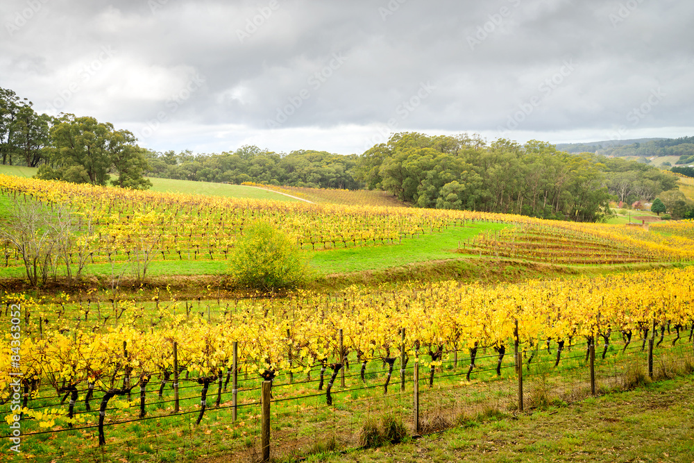 Colorful vineyard in autumn, South Australia