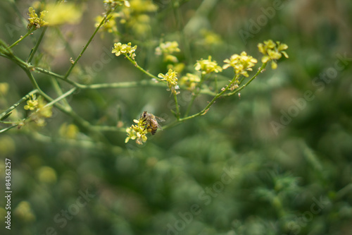Bee on Yellow Mustard Blossom