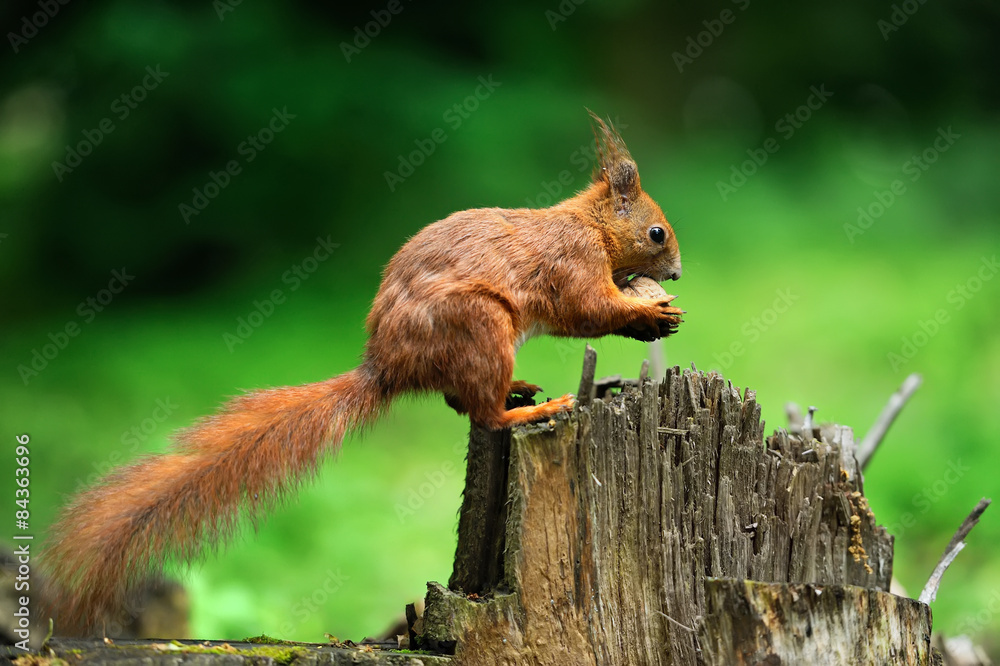 Squirrel with nuts Squirrel with nuts