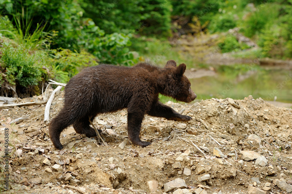 Fototapeta premium Brown bear cub
