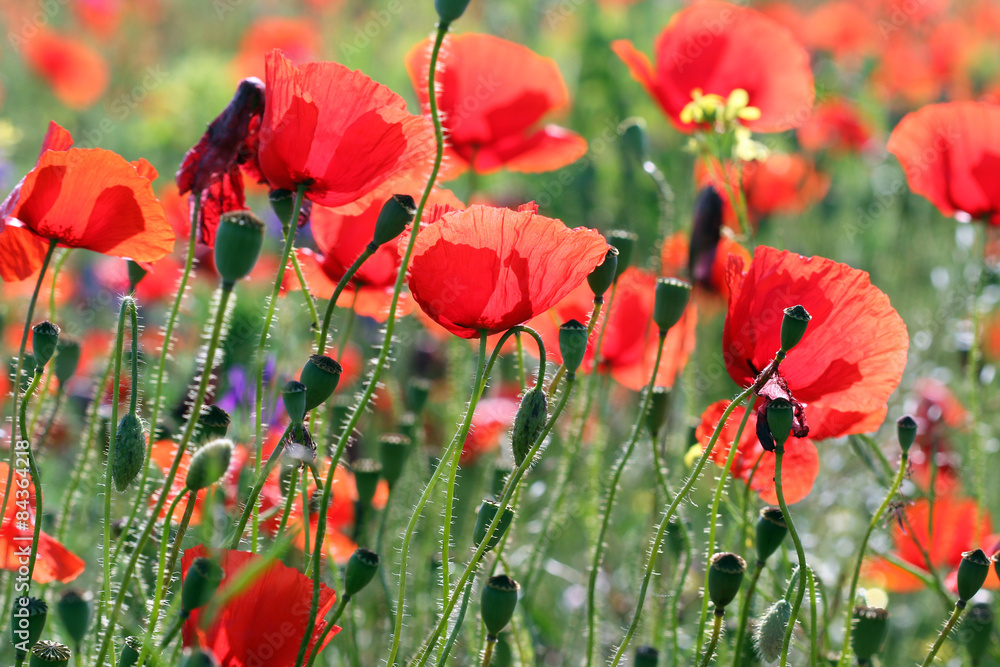 Obraz premium red poppy flowers summer season