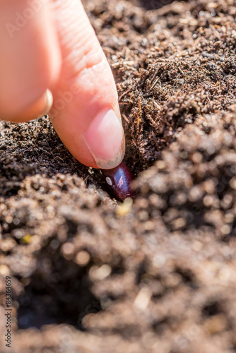 A seed in the ground conceptual of business startup or prosperit photo