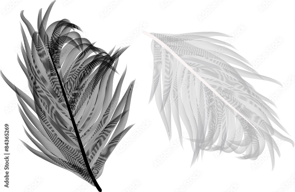Obraz premium two light feathers isolated on white