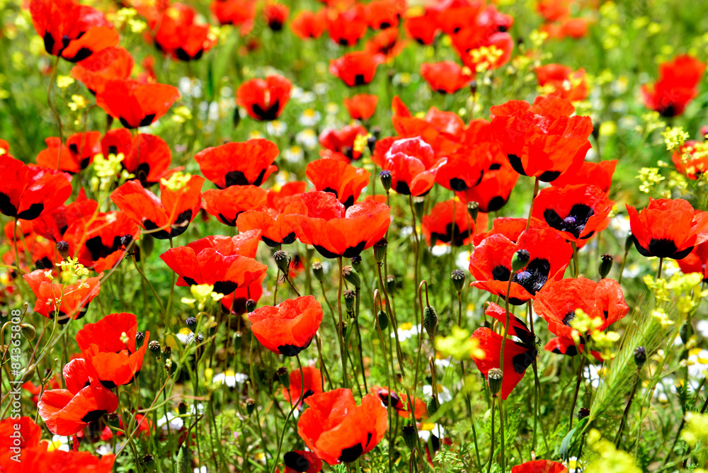 Naklejka premium Poppy flowers