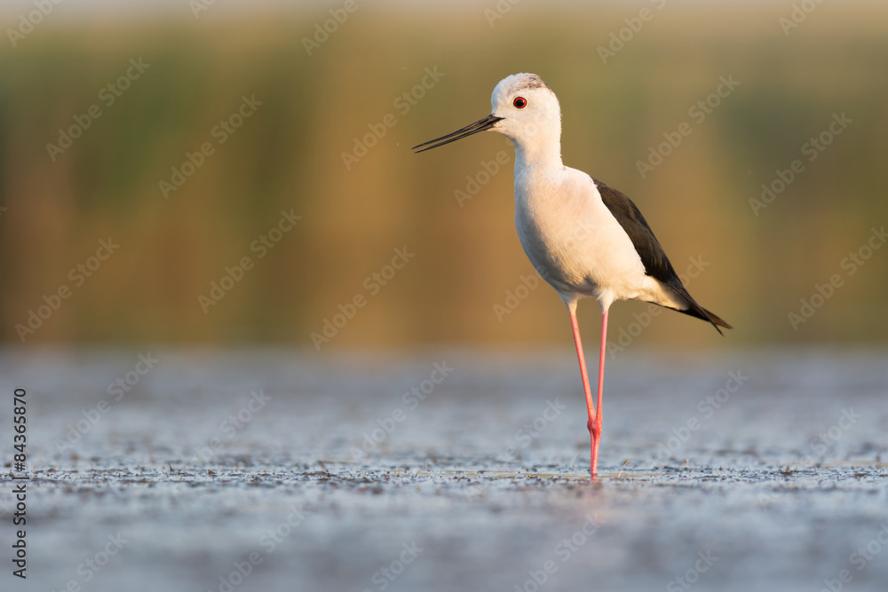 Obraz premium Black-winged Stilt in Evening