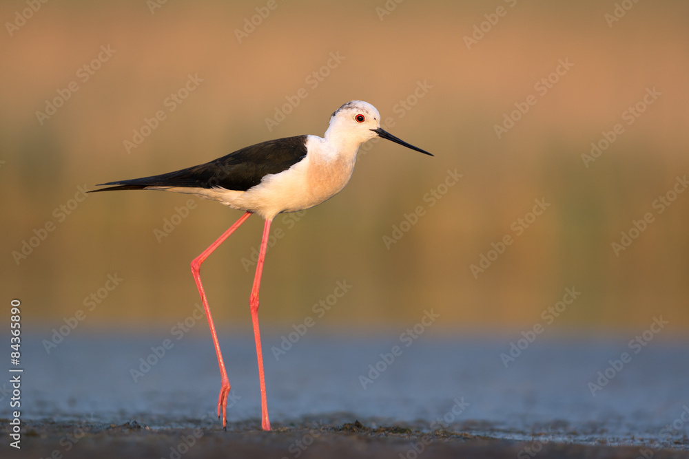 Black-winged Stilt in Morning Black-winged Stilt in Morning