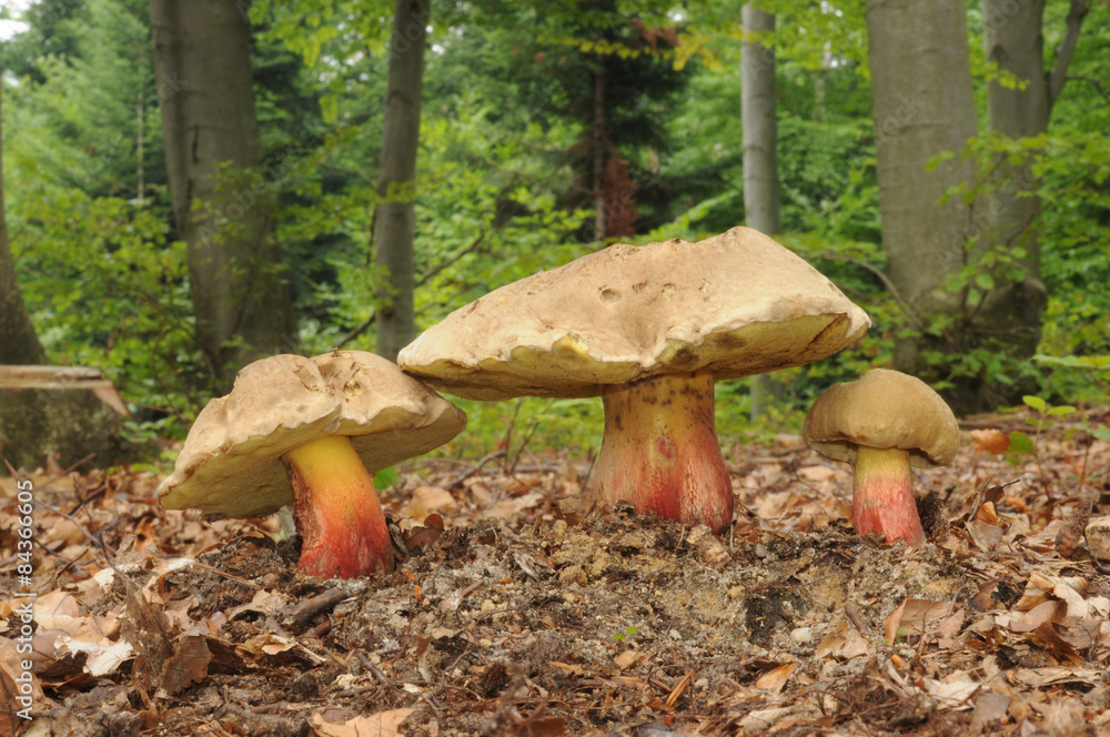 Fototapeta premium Boletus calopus, known as bitter beech bolete