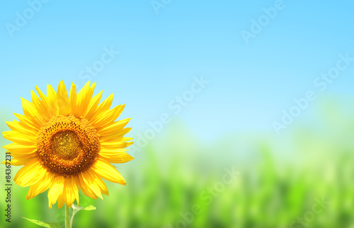 Yellow sunflower and green grass