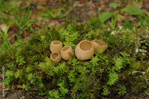 Tarzetta catinus fungus photo