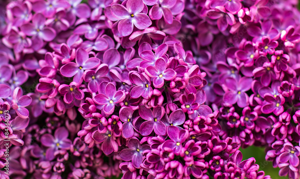 Green branch with spring lilac flowers