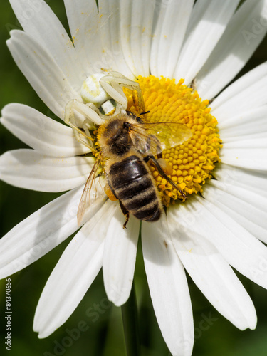 Getarnte Veränderliche Krabbenspinne mit erbeuteter Biene photo