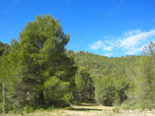 Aleppo pine forest  Pinus halepensis 