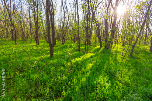 green sunny forest glade