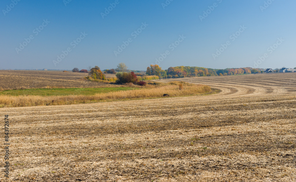 Summer landscape with panicum field in central Ukraine