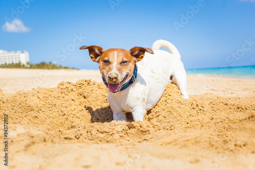 dog digging a hole © Javier brosch