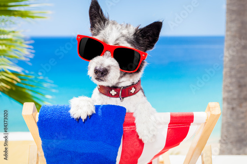 dog summer holiday vacation © Javier brosch