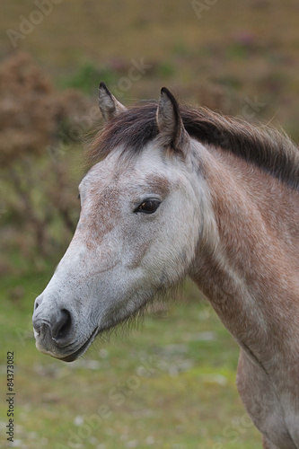 grey pony portrait