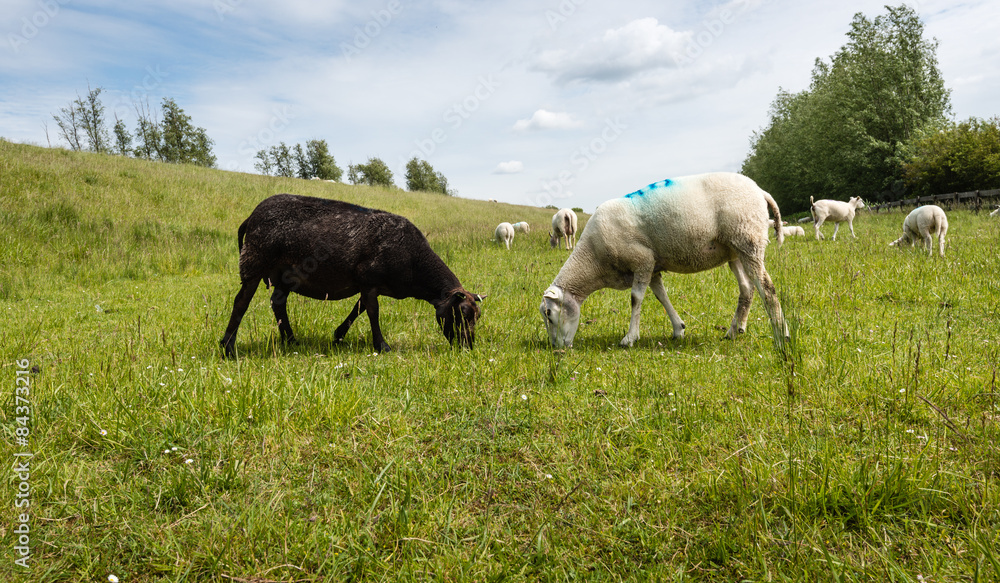 Black and white sheep peacefully together grazing Black and white sheep peacefully together grazing