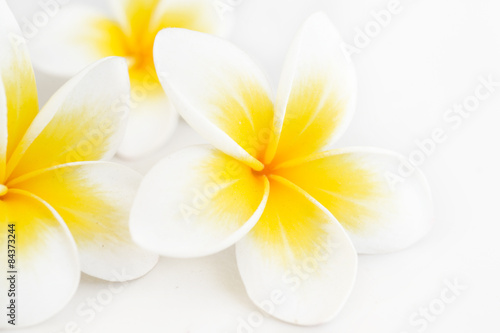 plumeria tropical flower at white background