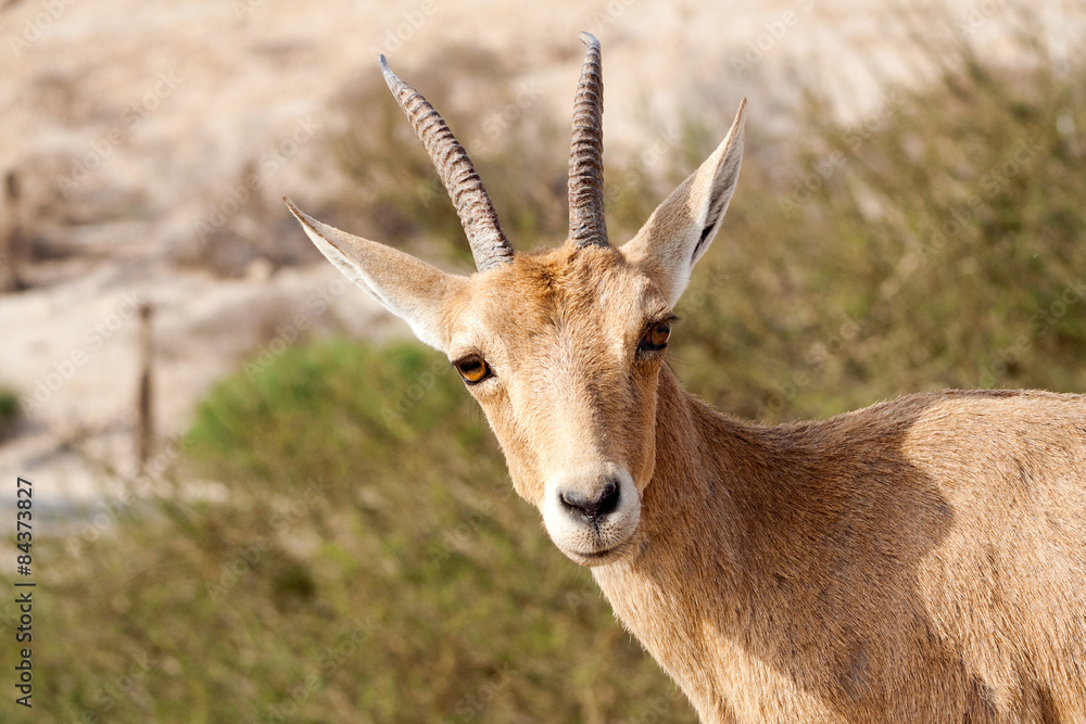Nubian Ibex in Ein Gedi, Israel Nubian Ibex in Ein Gedi, Israel