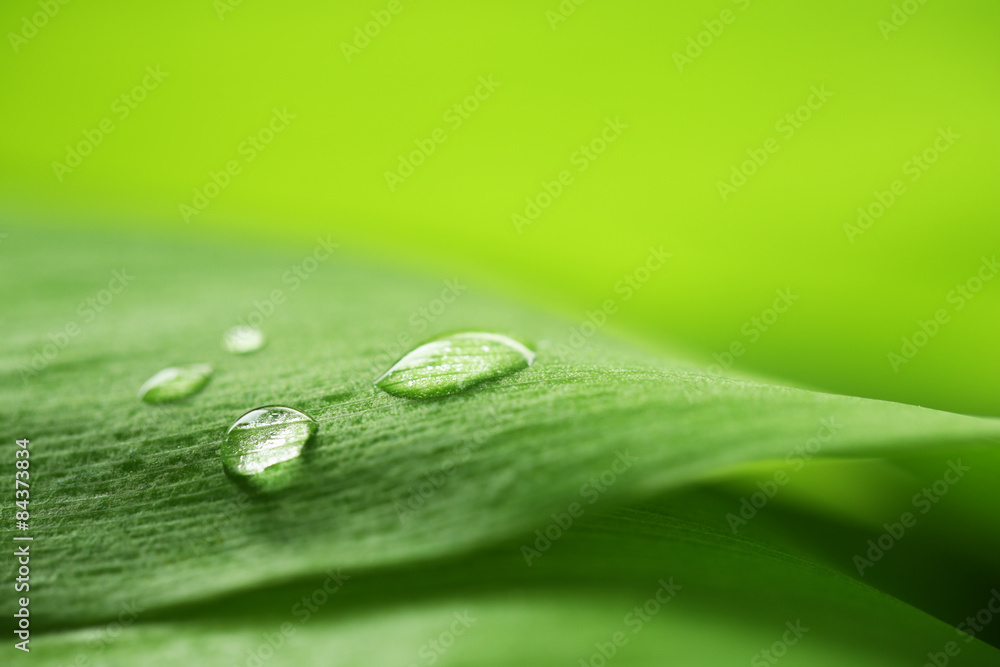 Close up of green leaf with drops Close up of green leaf with drops