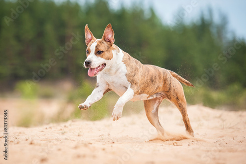 American staffordshire terrier dog running on the beach