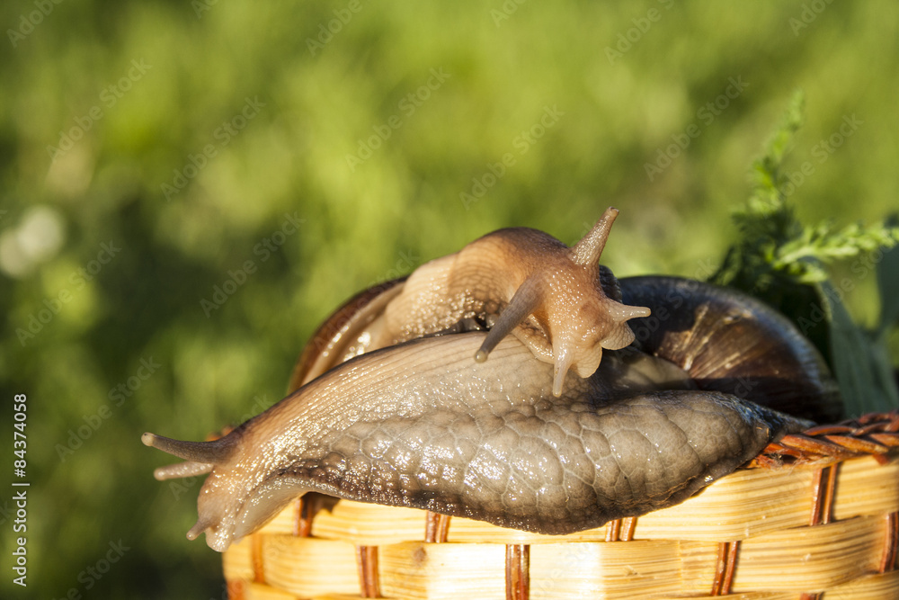 Obraz premium Two snails hug in basket in garden