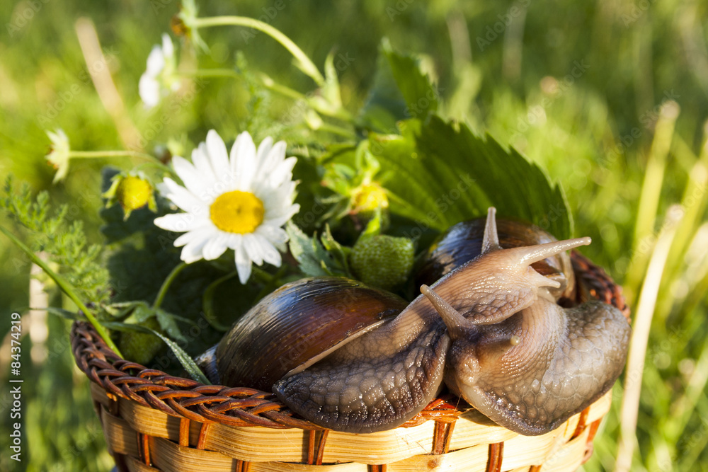 Fototapeta premium Two snails hug in basket