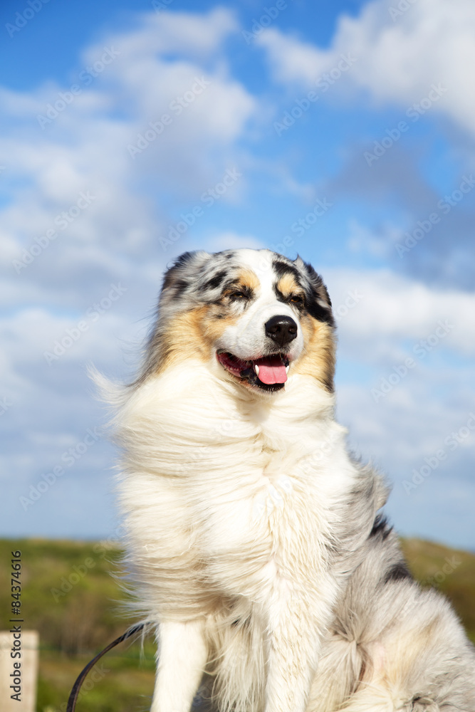 Australian Shepherd im Wind