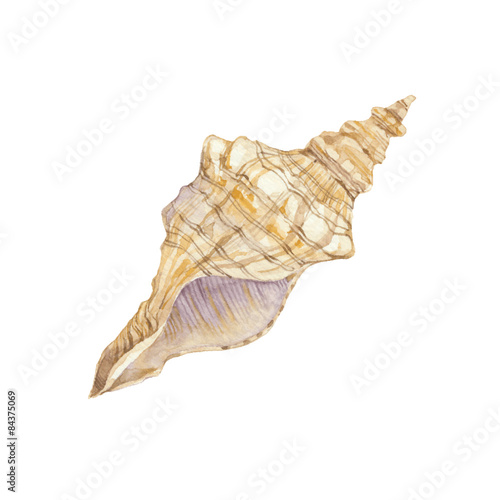 Sea shell isolated on white background. Vector, watercolor.
