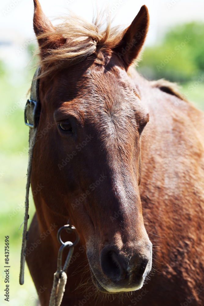 Naklejka premium Portrait of beautiful brown horse, outdoors