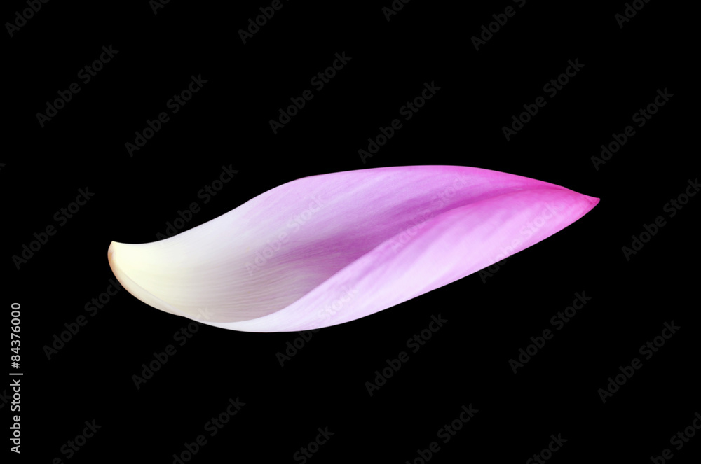 Obraz premium lotus petals