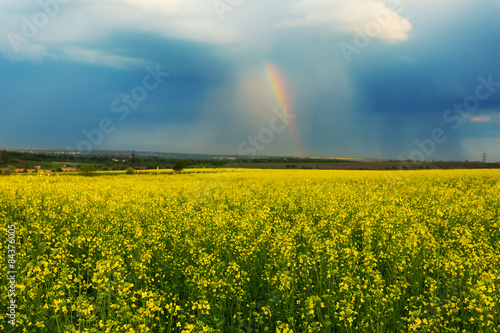 yellow rape field after a rain