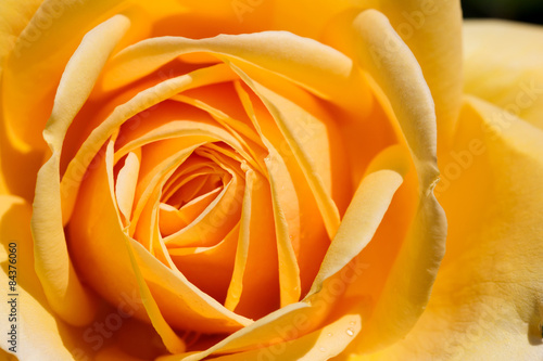 beautiful yellow rose close up