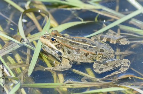 Beautiful brown frog is at pond over plants, in spring season