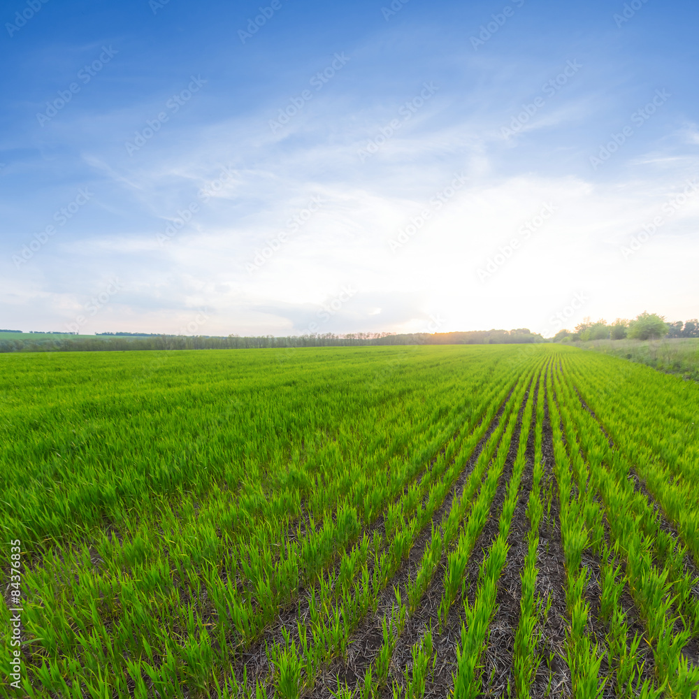 green field with fresh sprouts