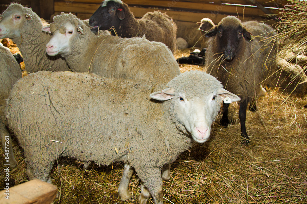 Obraz premium Sheep on a farm