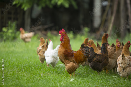 Fotografie, Tablou Rooster and chickens grazing on the grass
