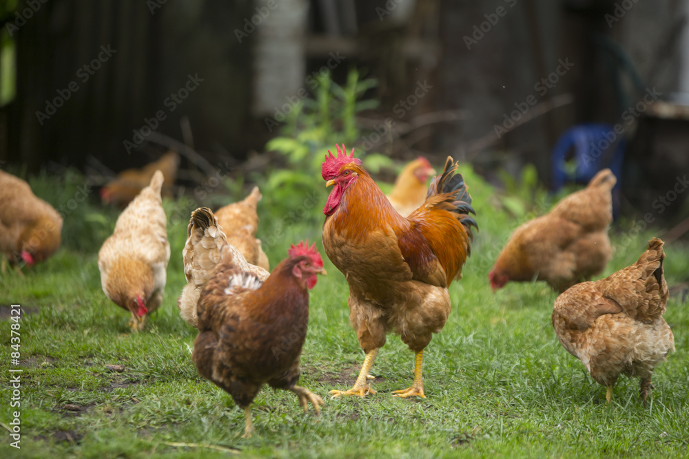 Fotografie Rooster and chickens grazing on the grass