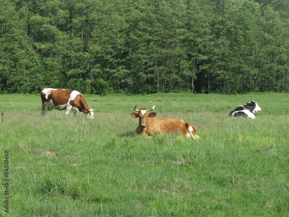 Cows graze in the meadow in the summer.
