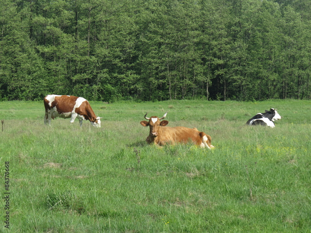 Cows graze in the meadow in the summer. Cows graze in the meadow in the summer.